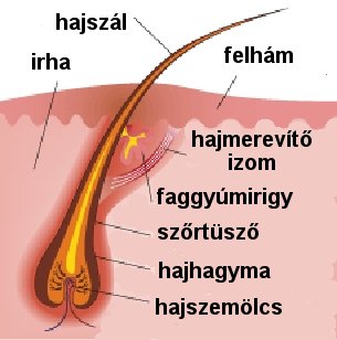haj_szerkezete.jpg